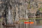 Fisherman among bald cypress trees and autumn colors in southern swamp, Caddo Lake SP, Texas Art Print